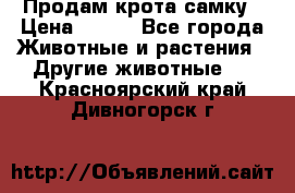 Продам крота самку › Цена ­ 200 - Все города Животные и растения » Другие животные   . Красноярский край,Дивногорск г.